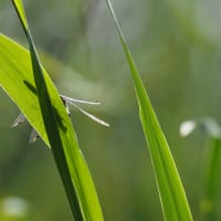 Image from Leucorrhinia pectoralis album