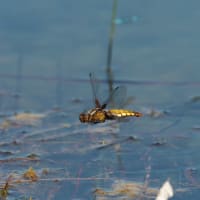 Image from Libellula depressa album