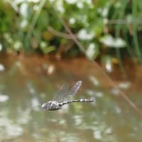 Image from Macromia splendens album