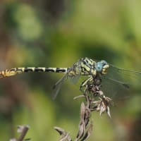 Image from Onychogomphus cazuma album