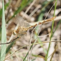 Image from Onychogomphus costae album