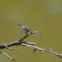 Image from Orthetrum albistylum album