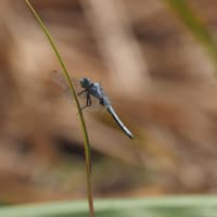 Image from Orthetrum brunneum album