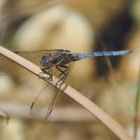 Image from Orthetrum chrysostigma album