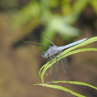 Image from Orthetrum coerulescens album