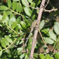 Image from Orthetrum trinacria album