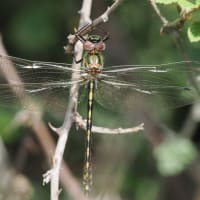 Image from Oxygastra curtisii album