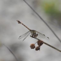 Image from Paragomphus genei album