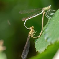 Image from Platycnemis latipes album