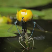 Image from Platycnemis pennipes album