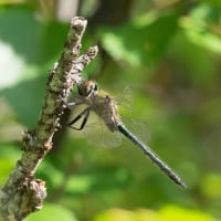 Image from Somatochlora alpestris album