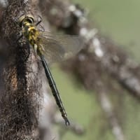 Image from Somatochlora arctica album