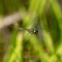 Image from Somatochlora flavomaculata album