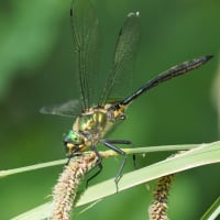 Image from Somatochlora meridionalis album