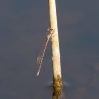 Image from Sympecma fusca album