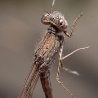 Image from Sympecma paedisca album