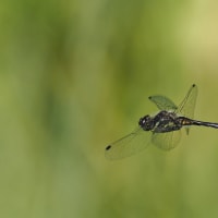 Image from Sympetrum danae album