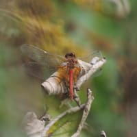 Image from Sympetrum flaveolum album