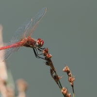 Image from Sympetrum fonscolombii album