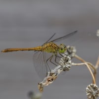 Image from Sympetrum meridionale album