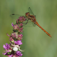 Image from Sympetrum vulgatum album