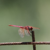Image from Trithemis annulata album