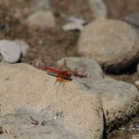 Image from Trithemis kirbyi album