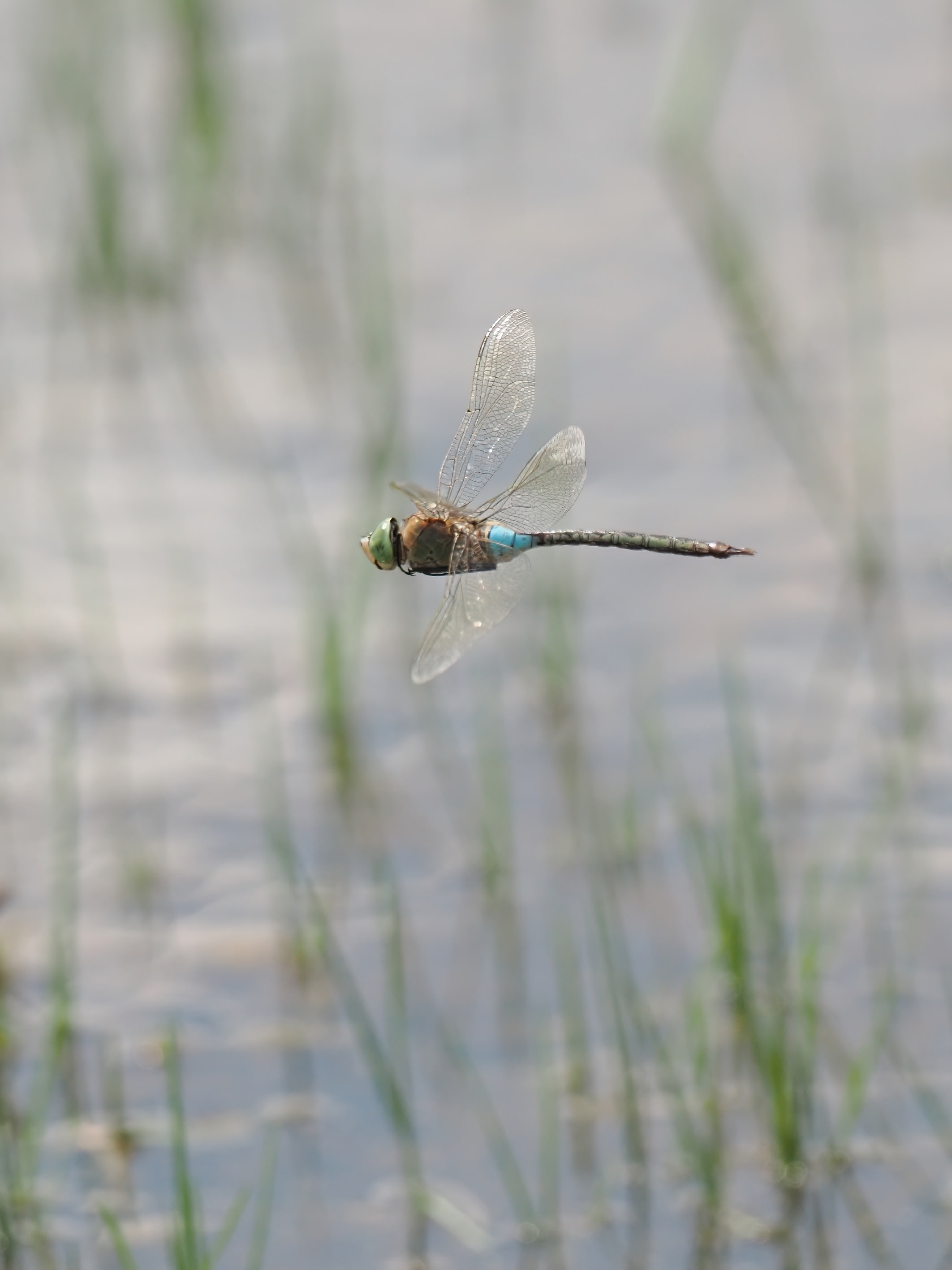 Image from Anax parthenope album