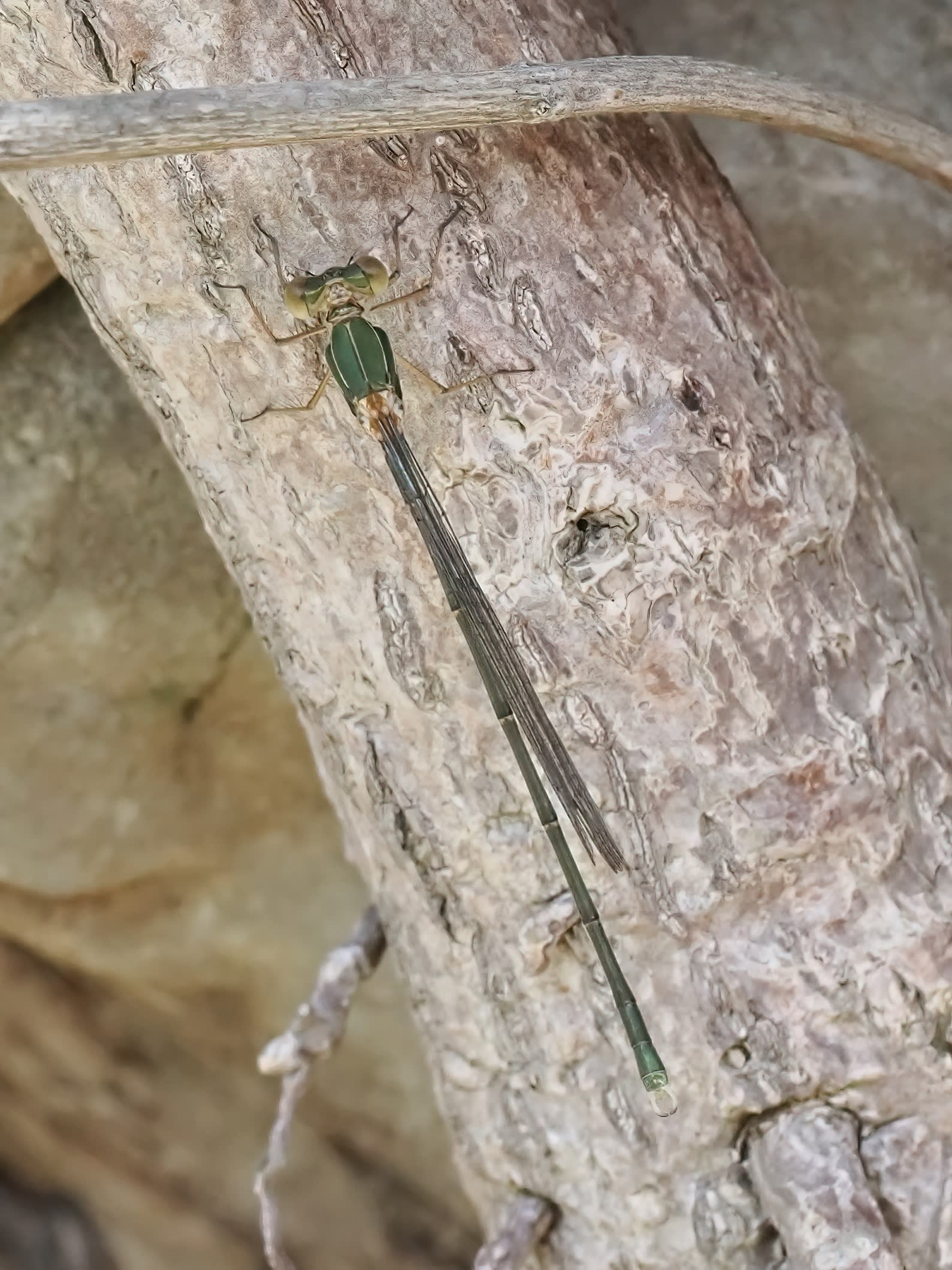 Image from Chalcolestes viridis album