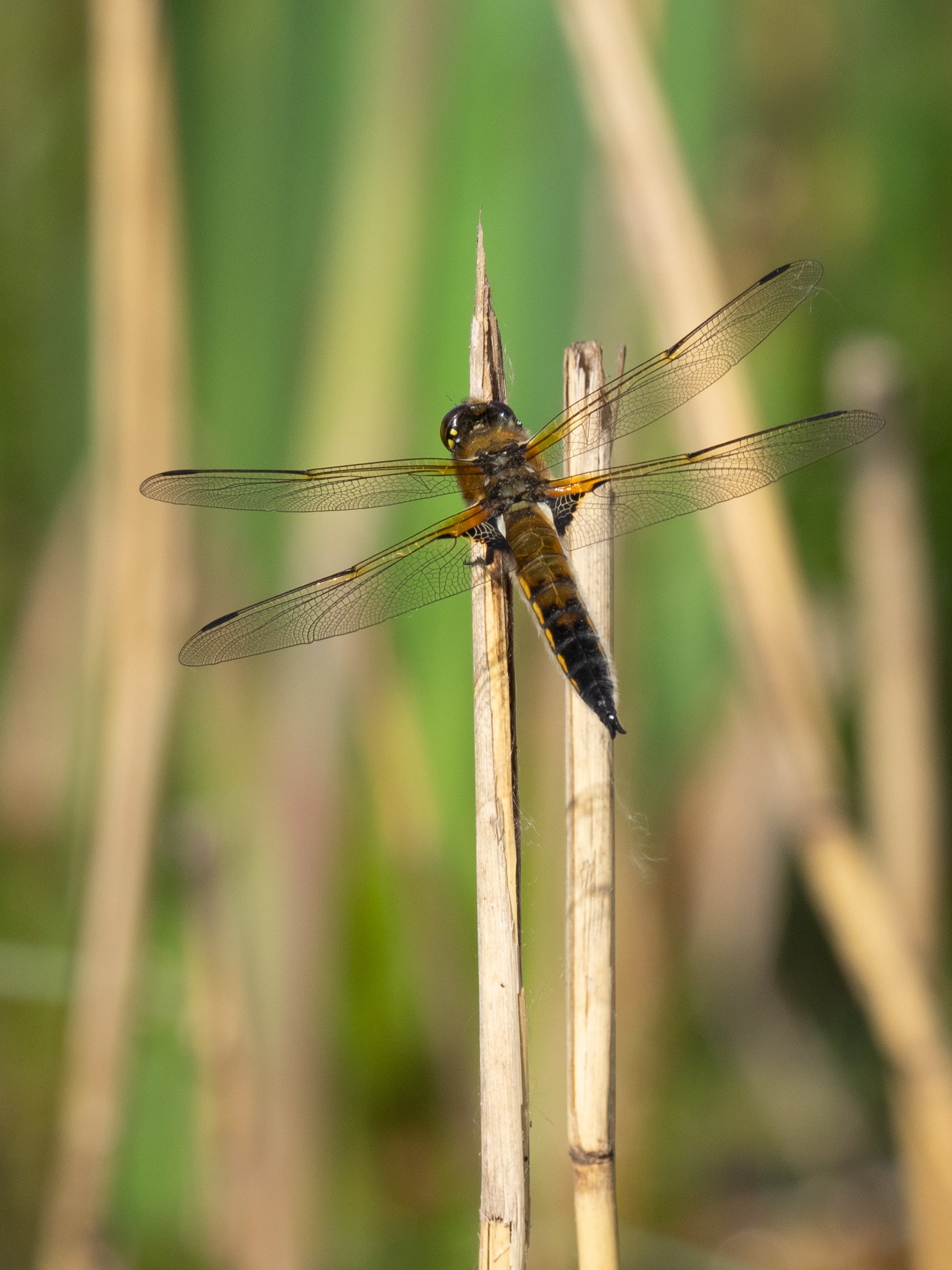 Image from Libellula quadrimaculata album