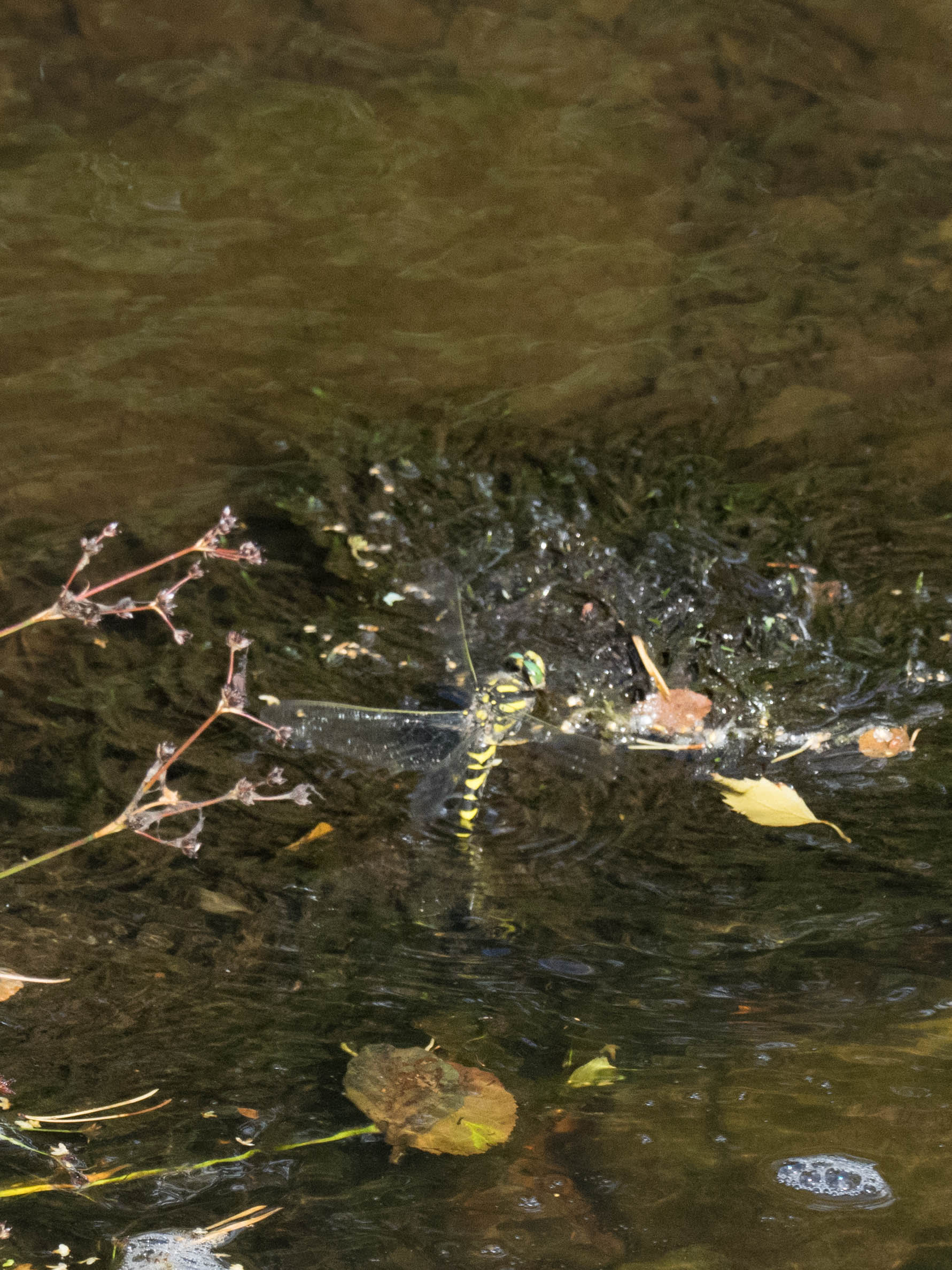 Image from Cordulegaster boltonii album