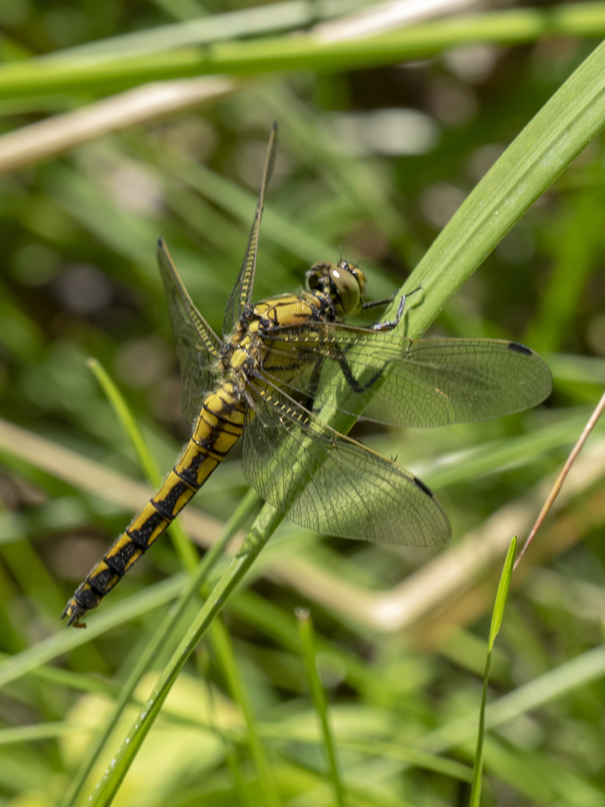 Image from Orthetrum coerulescens album