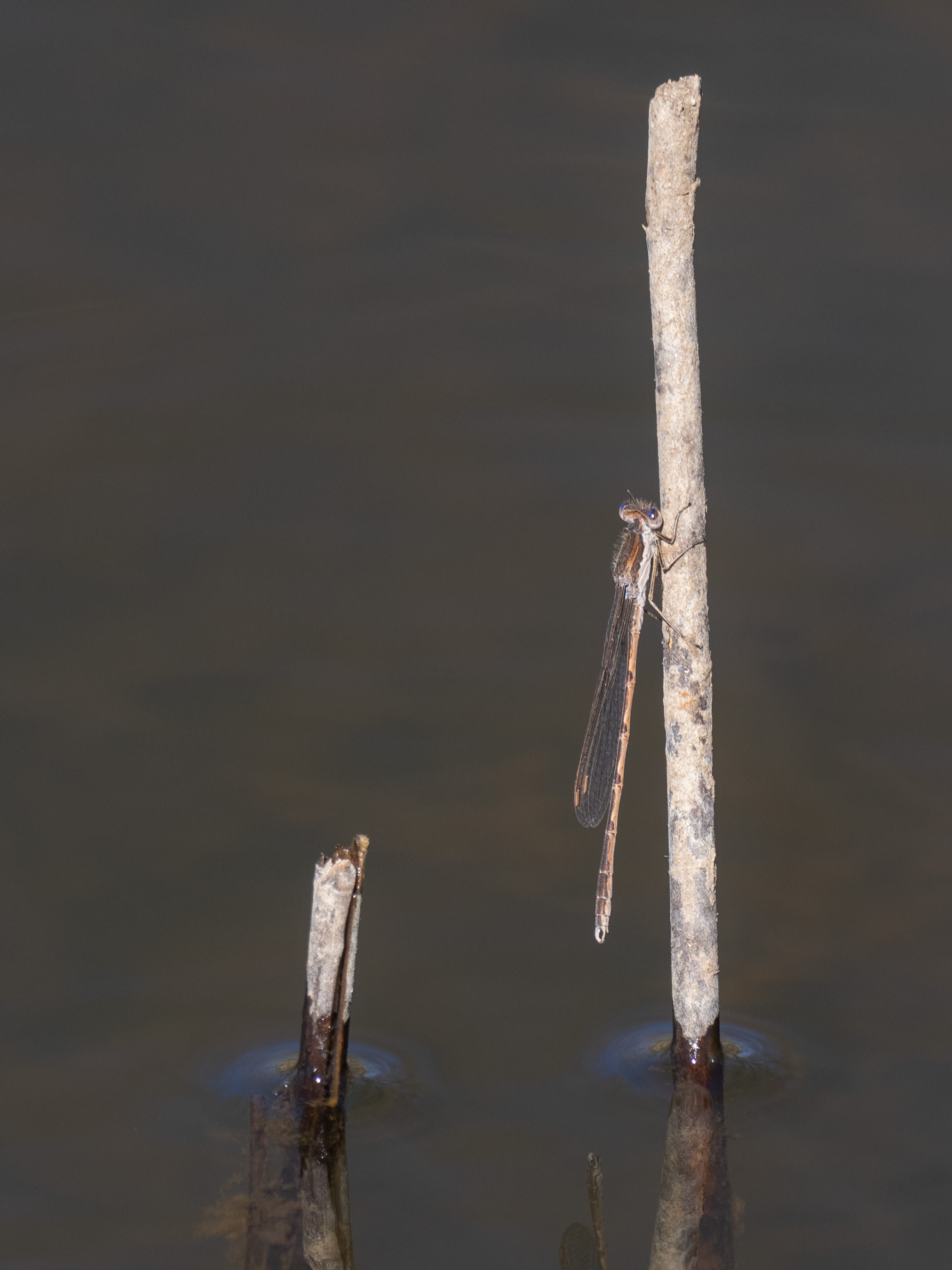 Image from Sympecma fusca album