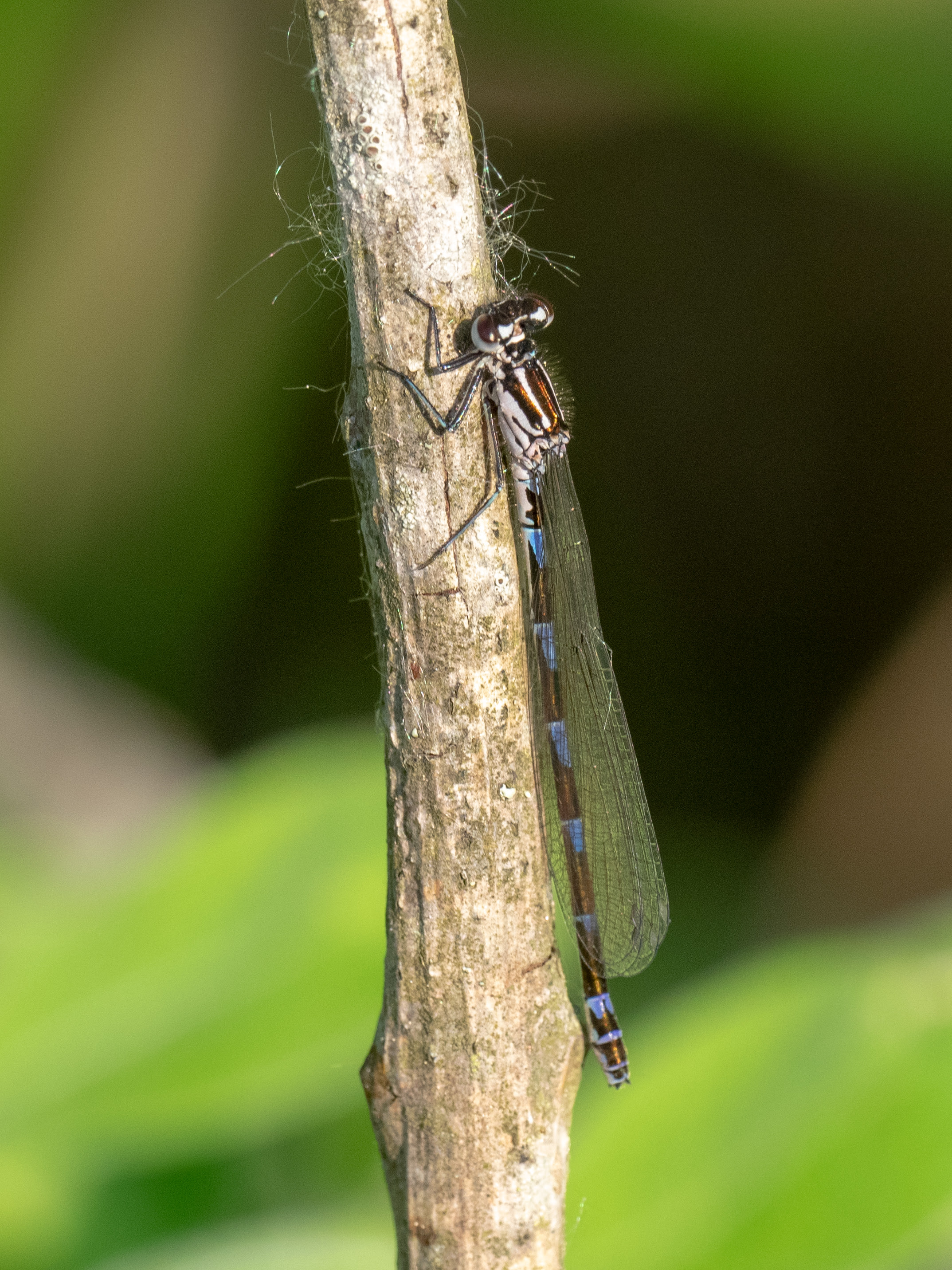 Image from Coenagrion pulchellum album