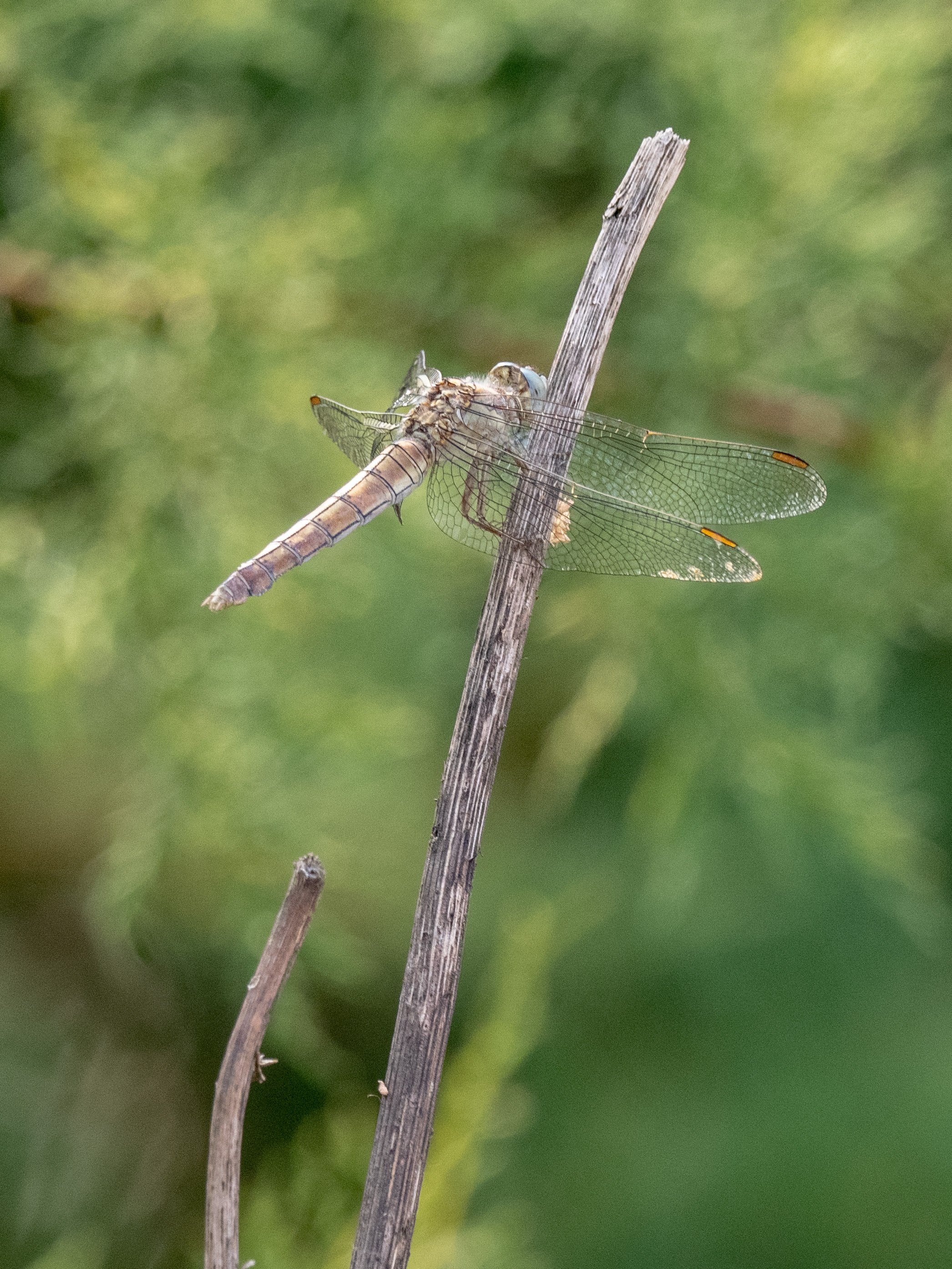 Image from Orthetrum brunneum album