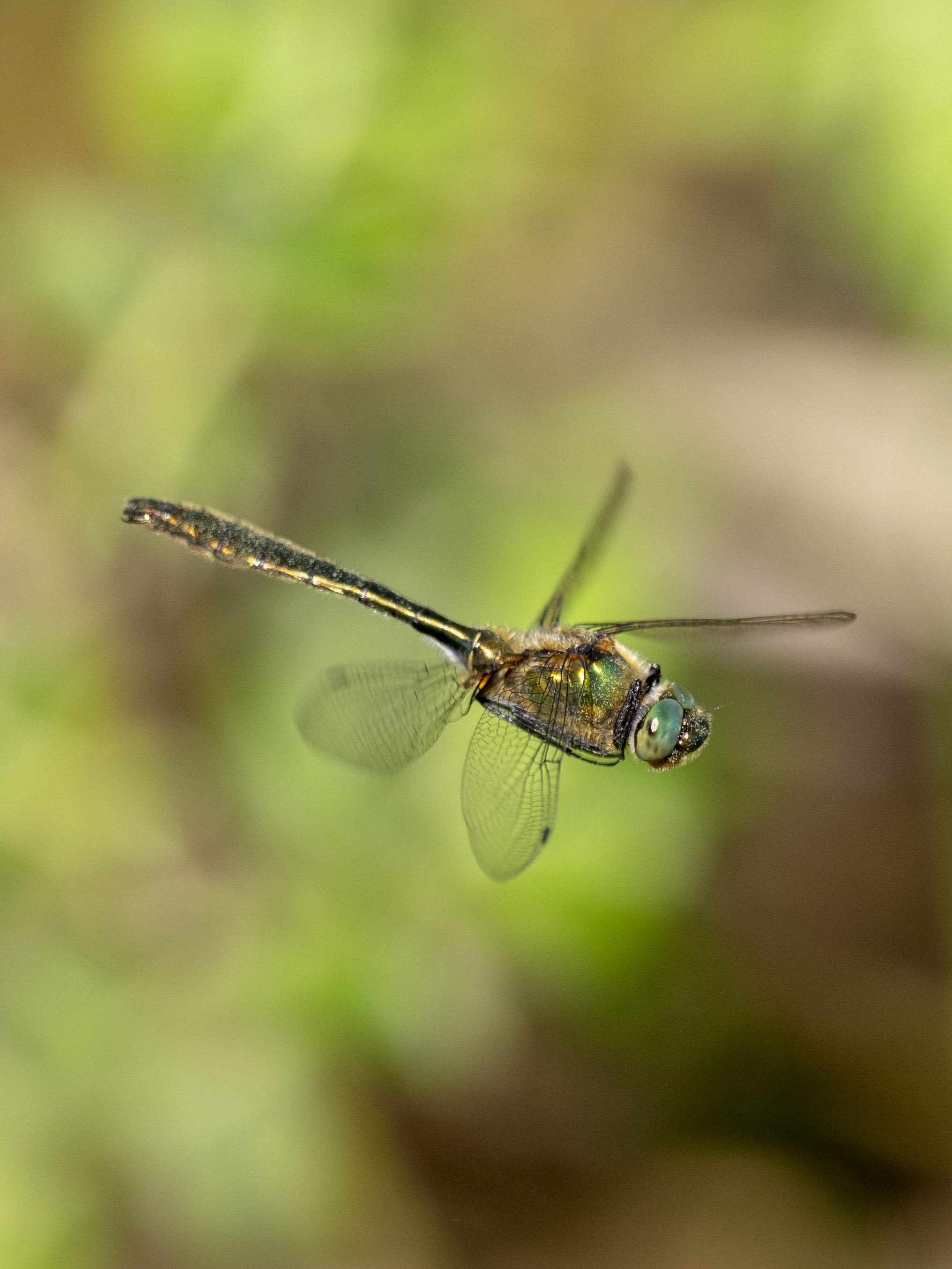 Image from Cordulia aenea album