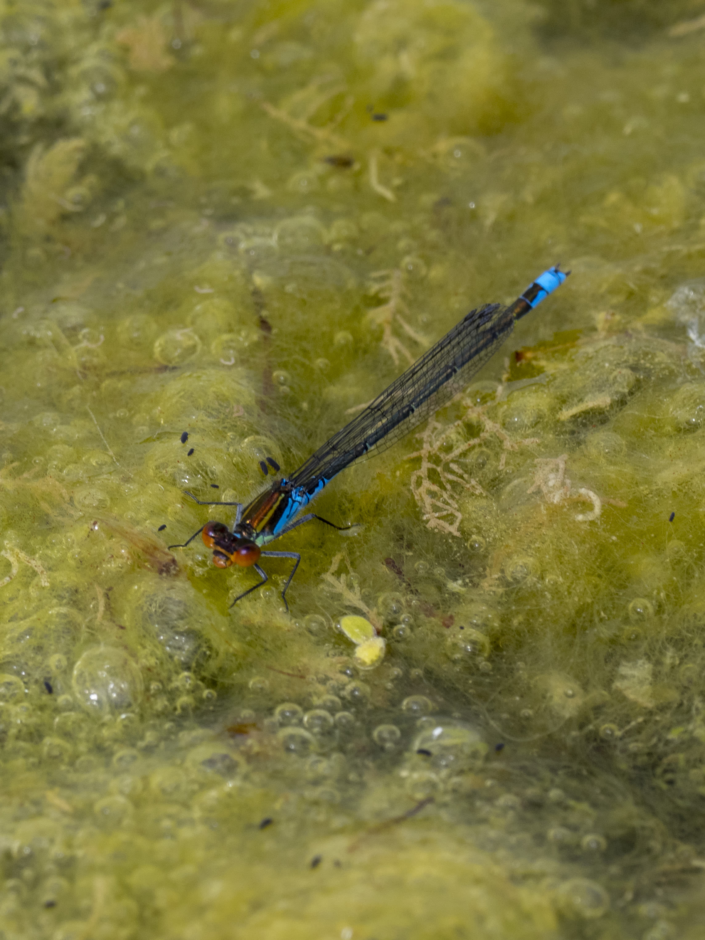 Image from Erythromma viridulum album