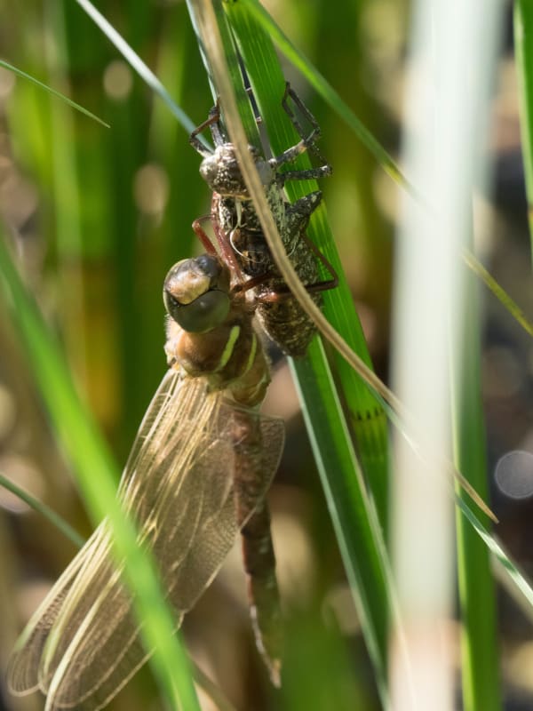 Image from Aeshna grandis album