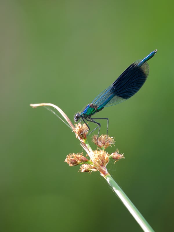 Image from Calopteryx splendens album