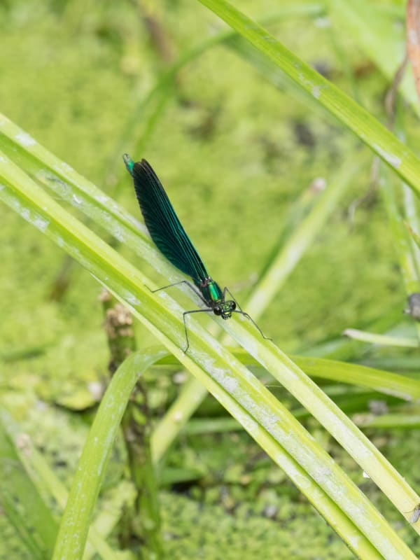 Image from Calopteryx virgo album