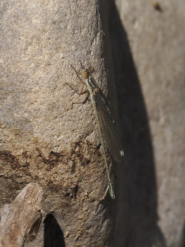 Image from Chalcolestes viridis album