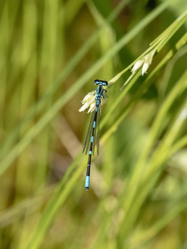 Image from Coenagrion johanssoni album