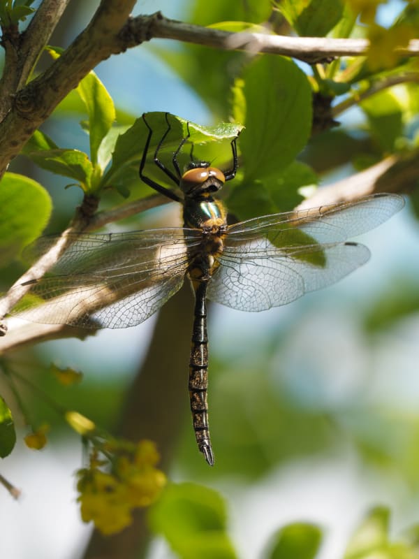 Image from Cordulia aenea album