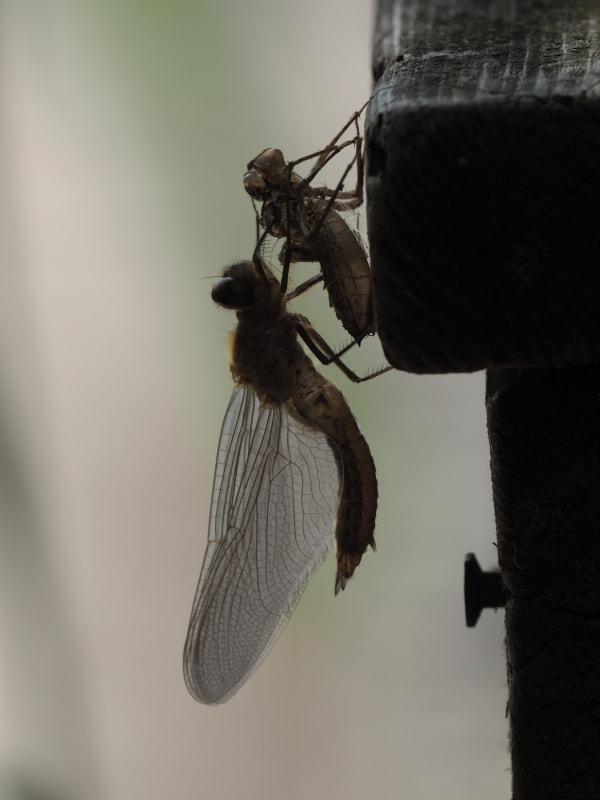 Image from Cordulia aenea album