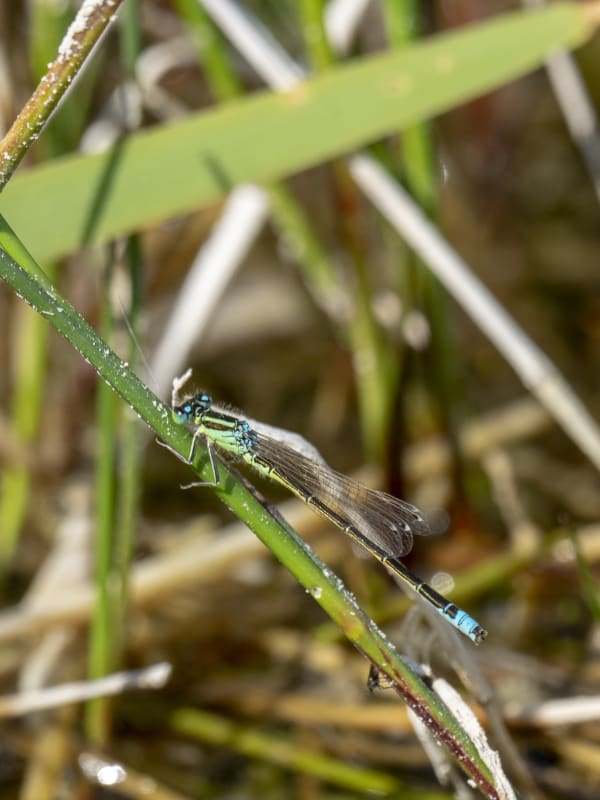 Image from Ischnura pumilio album