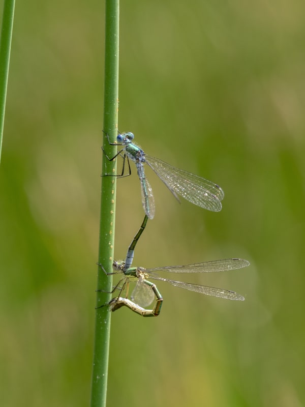 Image from Lestes dryas album