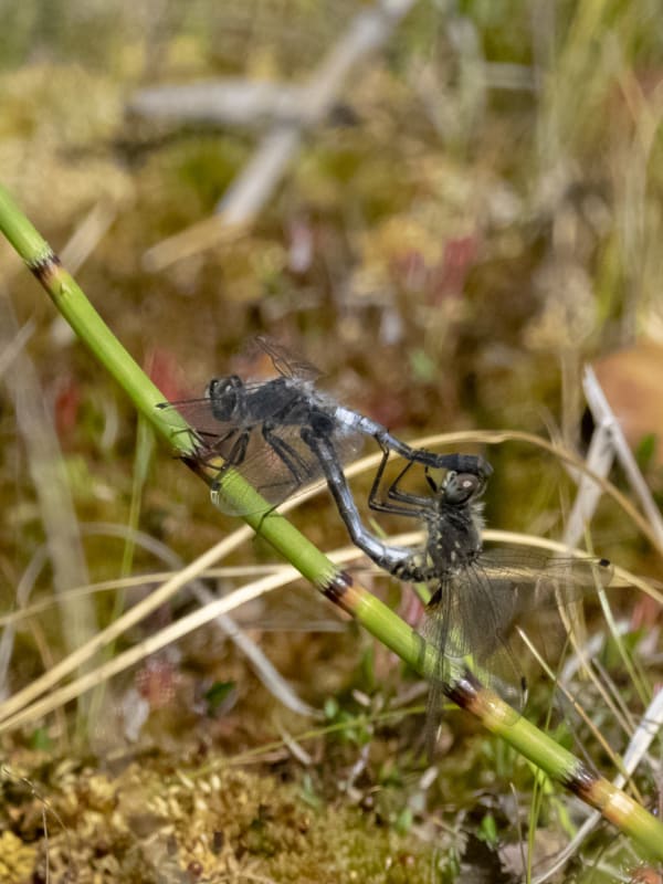 Image from Leucorrhinia albifrons album