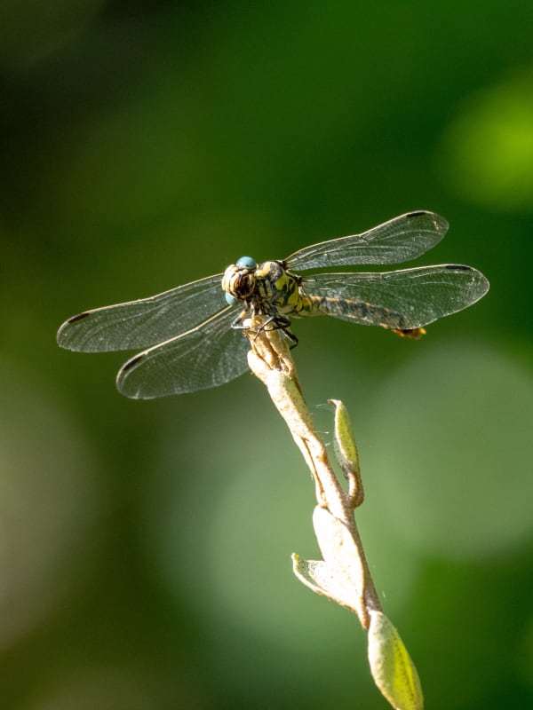 Image from Onychogomphus forcipatus album