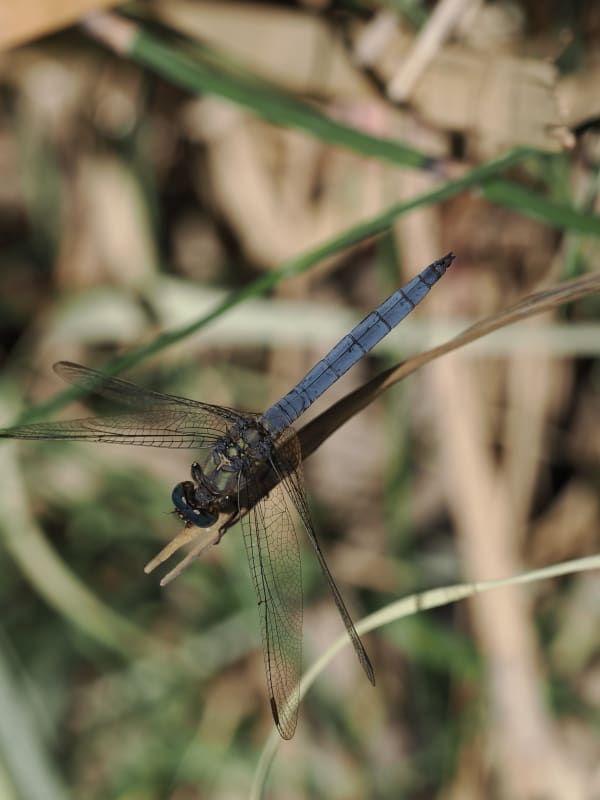 Image from Orthetrum coerulescens album