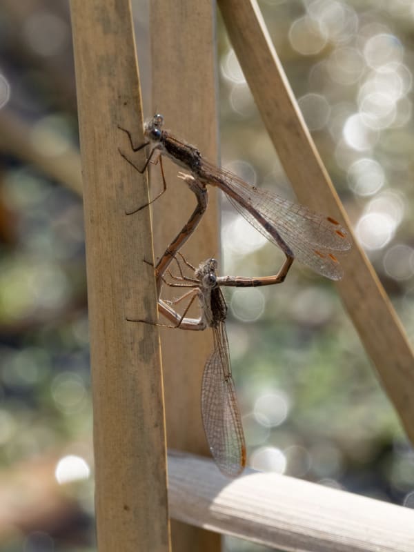 Image from Sympecma fusca album